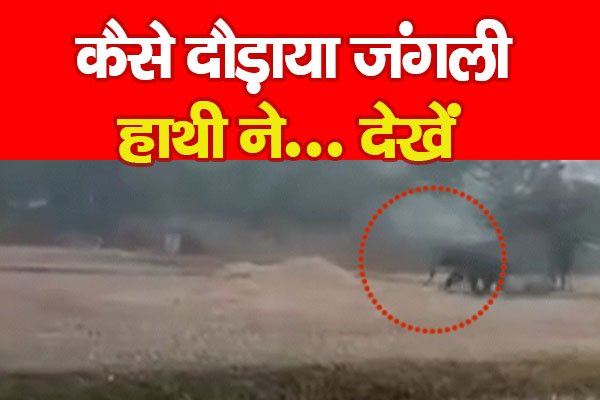 कैसे दौड़ाया जंगली हाथी ने... देखें कैसे दौड़ाया जंगली हाथी ने... देखें