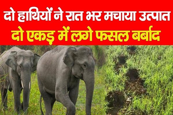 दो हाथियों ने रात भर मचाया उत्पात, दो एकड़ में लगे फसल बर्बाद दो हाथियों ने रात भर मचाया उत्पात, दो एकड़ में लगे फसल बर्बाद
