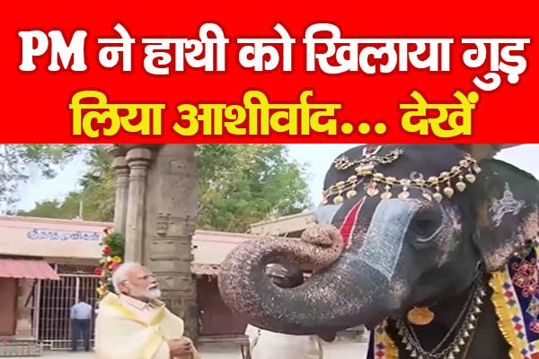 PM ने हाथी को खिलाया गुड़, लिया आशीर्वाद... देखें PM ने हाथी को खिलाया गुड़, लिया आशीर्वाद... देखें