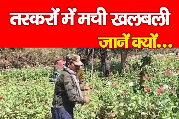 तस्करों में मची खलबली... जानें क्यों तस्करों में मची खलबली... जानें क्यों