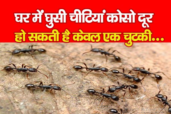घर में घुसी चीटियां कोसो दूर हो सकती है केवल एक चुटकी... घर में घुसी चीटियां कोसो दूर हो सकती है केवल एक चुटकी...