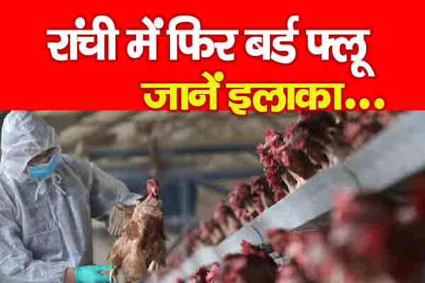 रांची में फिर बर्ड फ्लू... जानें इलाका रांची में फिर बर्ड फ्लू... जानें इलाका