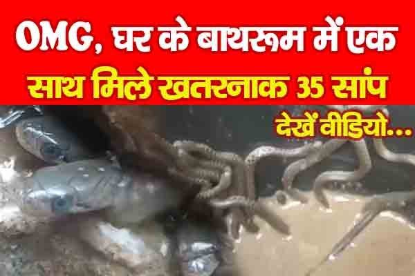 OMG, घर के बाथरूम में एक साथ मिले खतरनाक 35 सांप... देखें वीडियो OMG, घर के बाथरूम में एक साथ मिले खतरनाक 35 सांप... देखें वीडियो