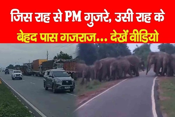 जिस राह से PM गुजरे, उसी राह के बेहद पास गजराज... देखें वीडियो जिस राह से PM गुजरे, उसी राह के बेहद पास गजराज... देखें वीडियो