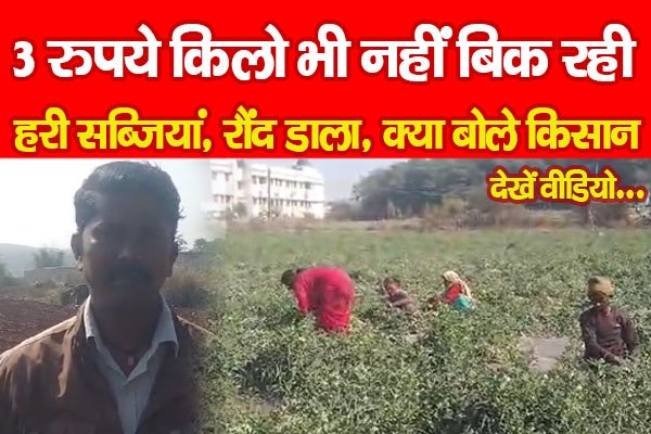 3 रुपये किलो भी नहीं बिक रही हरी सब्जियां, रौंद डाला, क्या बोले किसान... देखें वीडियो 3 रुपये किलो भी नहीं बिक रही हरी सब्जियां, रौंद डाला, क्या बोले किसान... देखें वीडियो