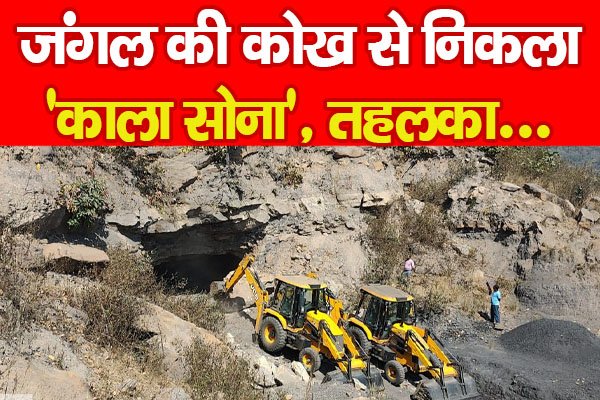 जंगल की कोख से निकला 'काला सोना', तहलका... जंगल की कोख से निकला 'काला सोना', तहलका...