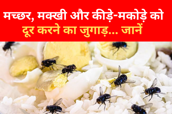 मच्छर, मक्खी और कीड़े-मकोड़े को दूर करने का जुगाड़... जानें मच्छर, मक्खी और कीड़े-मकोड़े को दूर करने का जुगाड़... जानें