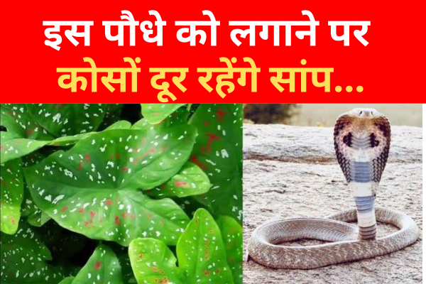 इस पौधे को लगाने पर कोसों दूर रहेंगे सांप... इस पौधे को लगाने पर कोसों दूर रहेंगे सांप...