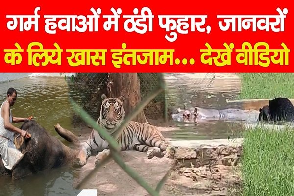 गर्म हवाओं में ठंडी फुहार, जानवरों के लिये खास इंतजाम... देखें वीडियो गर्म हवाओं में ठंडी फुहार, जानवरों के लिये खास इंतजाम... देखें वीडियो