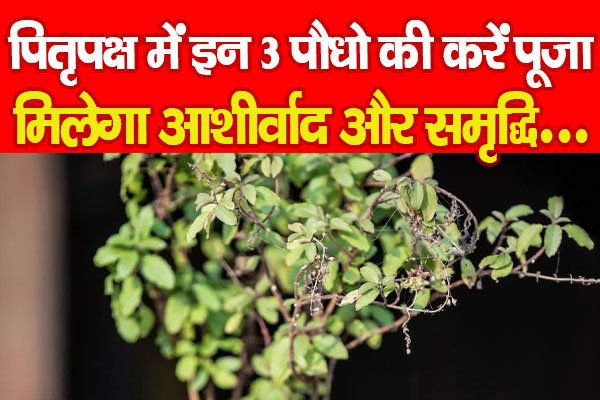 पितृपक्ष में इन 3 पौधो की करें पूजा, मिलेगा आशीर्वाद और समृद्धि... पितृपक्ष में इन 3 पौधो की करें पूजा, मिलेगा आशीर्वाद और समृद्धि...