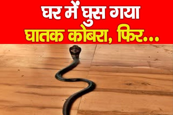 घर में घुस गया घातक कोबरा, फिर... घर में घुस गया घातक कोबरा, फिर...