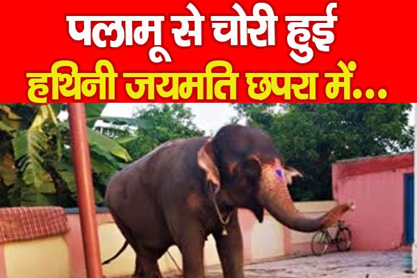 पलामू से चोरी हुई हथिनी जयमति छपरा में... पलामू से चोरी हुई हथिनी जयमति छपरा में...