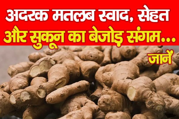 अदरक मतलब स्वाद, सेहत और सुकून का बेजोड़ संगम... जानें अदरक मतलब स्वाद, सेहत और सुकून का बेजोड़ संगम... जानें