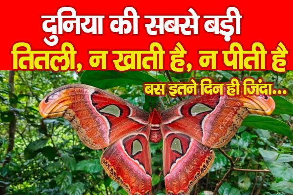 दुनिया की सबसे बड़ी तितली, न खाती है, न पीती है, बस इतने दिन ही जिंदा... दुनिया की सबसे बड़ी तितली, न खाती है, न पीती है, बस इतने दिन ही जिंदा...