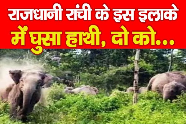 राजधानी रांची के इस इलाके में घुसा हाथी, दो को... राजधानी रांची के इस इलाके में घुसा हाथी, दो को...