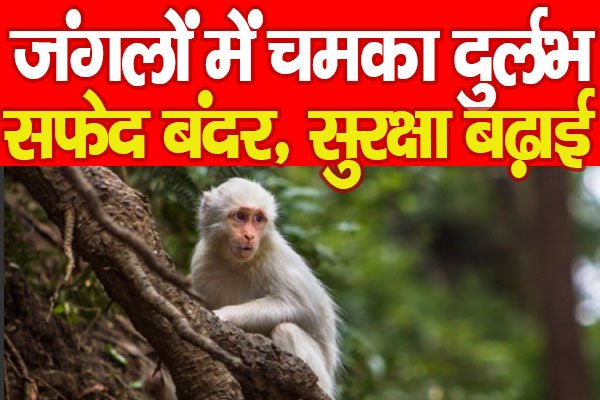 जंगलों में चमका दुर्लभ सफेद बंदर, सुरक्षा बढ़ाई... जंगलों में चमका दुर्लभ सफेद बंदर, सुरक्षा बढ़ाई...