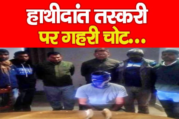 हाथीदांत तस्करी पर गहरी चोट... हाथीदांत तस्करी पर गहरी चोट...