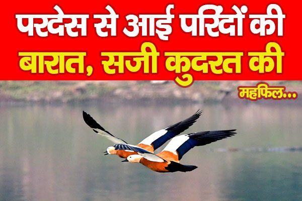 परदेस से आई परिंदों की बारात, सजी कुदरत की महफिल... परदेस से आई परिंदों की बारात, सजी कुदरत की महफिल...