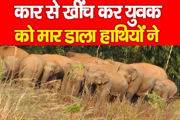 कार से खींच कर युवक को मा'र डाला हाथियों ने... कार से खींच कर युवक को मा'र डाला हाथियों ने...