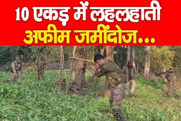 10 एकड़ में लहलहाती अफीम जमींदोज... 10 एकड़ में लहलहाती अफीम जमींदोज...