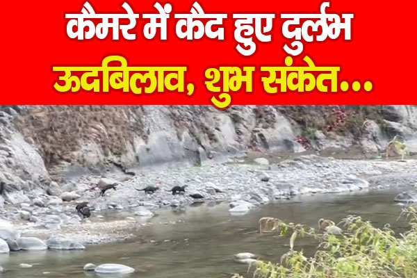 कैमरे में कैद हुए दुर्लभ ऊदबिलाव, शुभ संकेत... कैमरे में कैद हुए दुर्लभ ऊदबिलाव, शुभ संकेत...