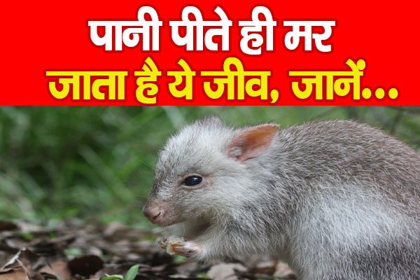 जरा हटके: पानी पीते ही मर जाता है ये जीव, जानें… जरा हटके: पानी पीते ही मर जाता है ये जीव, जानें…