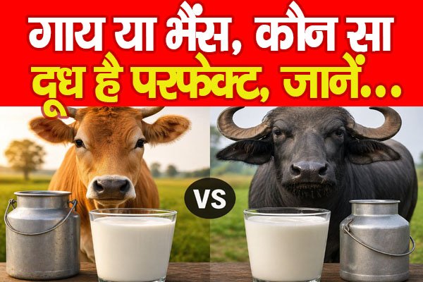 Milk : गाय या भैंस, कौन सा दूध है परफेक्ट, जानें… Milk : गाय या भैंस, कौन सा दूध है परफेक्ट, जानें…
