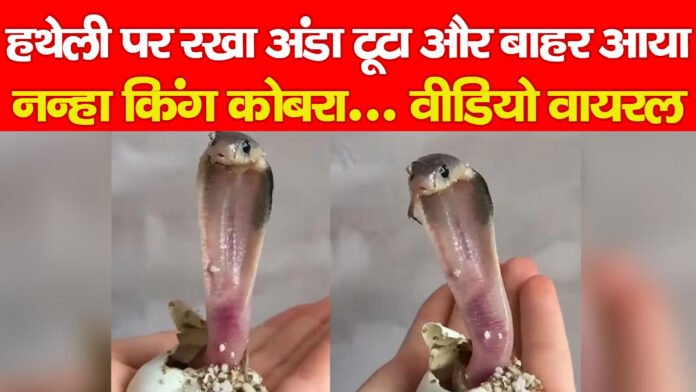 किंग कोबरा
