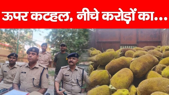 कटहल कटहल