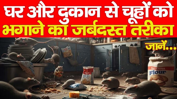 घर और दुकान से चूहों को भगाने का जर्बदस्त तरीका, जानें…