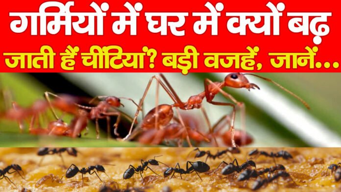 गर्मियों में घर में क्यों बढ़ जाती हैं चींटियां? बड़ी वजहें, जानें…
