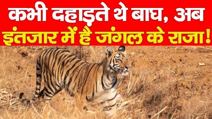 बाघों