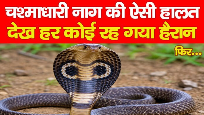 चश्माधारी नाग की ऐसी हालत देख हर कोई रह गया हैरान, फिर…