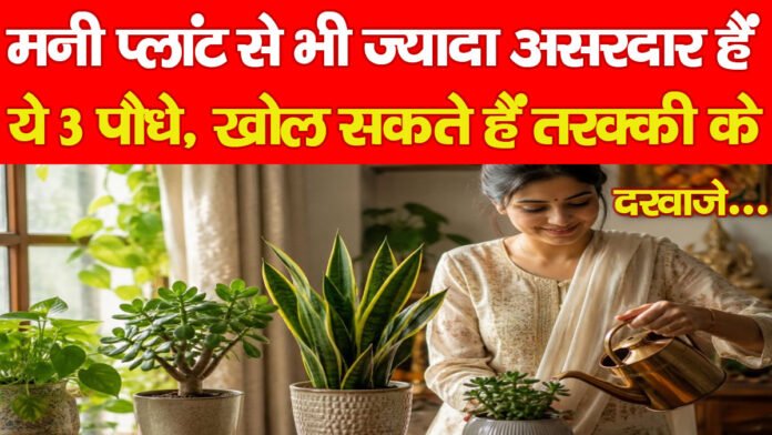 मनी प्लांट से भी ज्यादा असरदार हैं ये 3 पौधे, खोल सकते हैं तरक्की के दरवाजे… मनी प्लांट से भी ज्यादा असरदार हैं ये 3 पौधे, खोल सकते हैं तरक्की के दरवाजे…