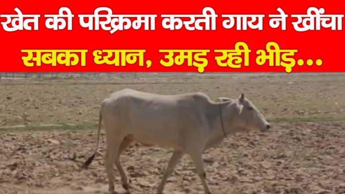 गाय गाय