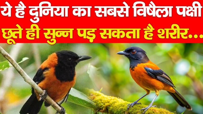 ये है दुनिया का सबसे विषैला पक्षी, छूते ही सुन्न पड़ सकता है शरीर…