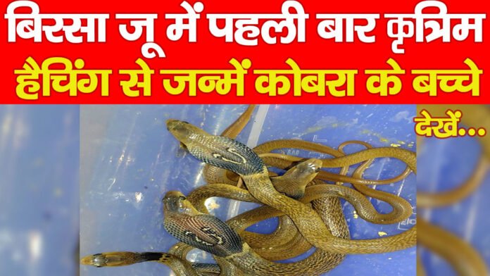 बिरसा