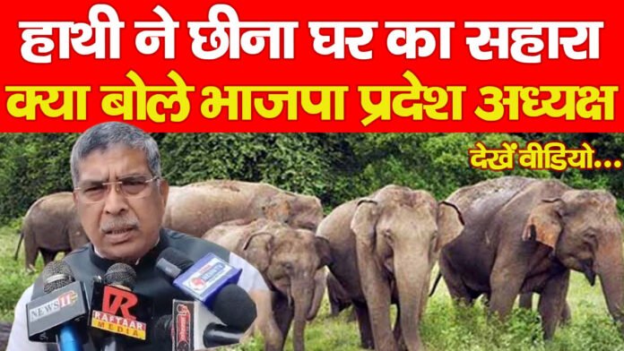 हाथी हाथी