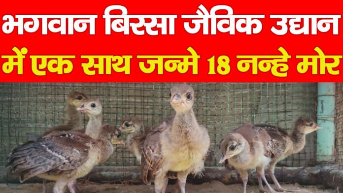 मोर