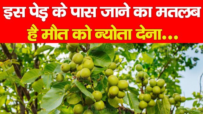 पेड़