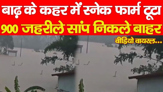 स्नेक स्नेक