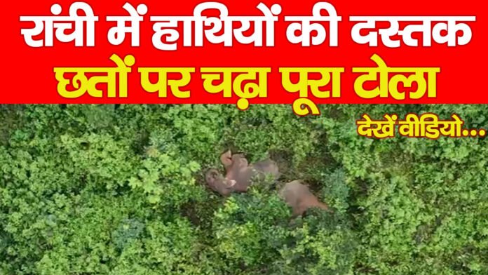 हाथियों