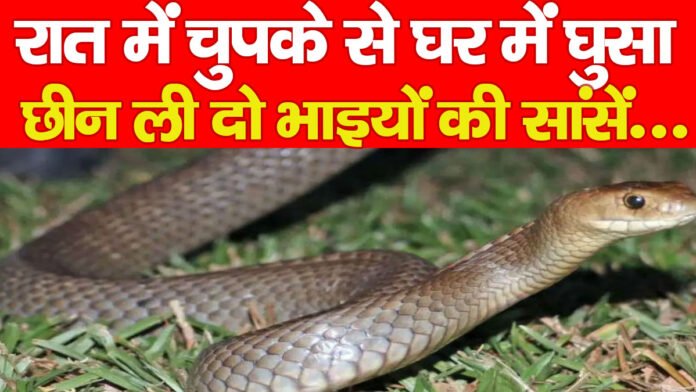 रात में चुपके से घर में घुसा, छीन ली दो भाइयों की सांसें…