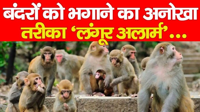 बंदरों