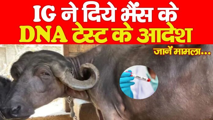 IG ने दिये भैंस के DNA टेस्ट के आदेश… जानें मामला
