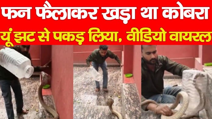 कोबरा