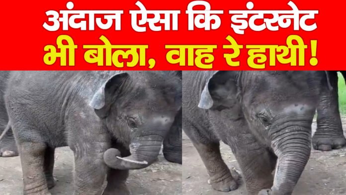 हाथी
