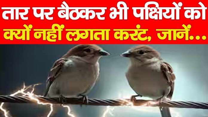 तार पर बैठकर भी पक्षियों को क्यों नहीं लगता करंट, जानें…