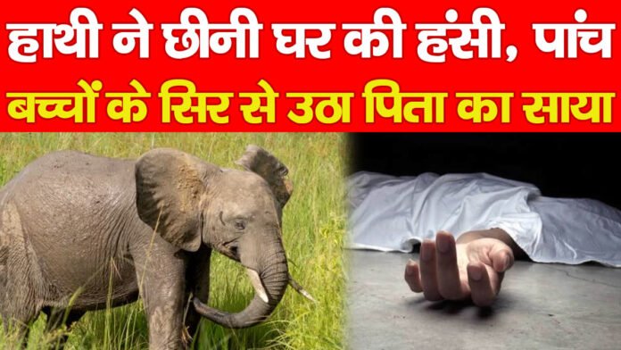 हाथी